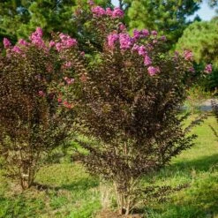 Black Diamond® Crape Myrtle - Purely Purple™ -Nature Garden Store Purely Purple 3
