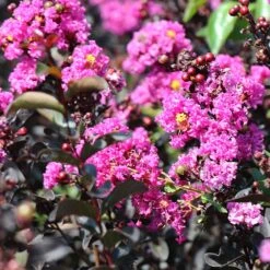 Black Diamond® Crape Myrtle - Purely Purple™ -Nature Garden Store Purely Purple 4