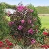Black Diamond® Crape Myrtle - Purely Purple™ -Nature Garden Store Purely Purple 600x600 f4511df5 e7fb 4130 8f9c 95337f568af6