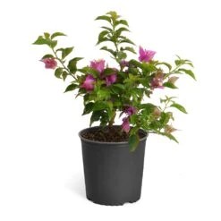 New River Purple Bougainvillea -Nature Garden Store Purple Bougainvillea 6inch