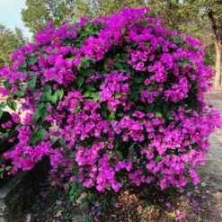 New River Purple Bougainvillea -Nature Garden Store Purple Bougainvillea New River 11