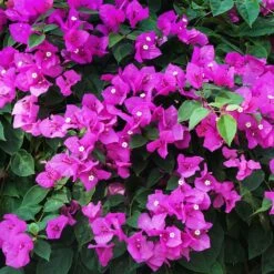 New River Purple Bougainvillea -Nature Garden Store Purple Bougainvillea New River 12 FGT