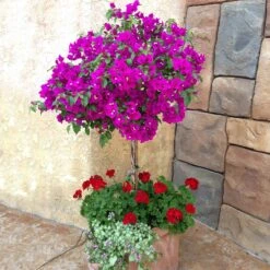 New River Purple Bougainvillea -Nature Garden Store Purple Bougainvillea New River 1 FGT