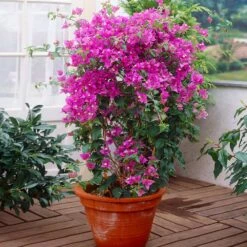New River Purple Bougainvillea -Nature Garden Store Purple Bougainvillea New River 2