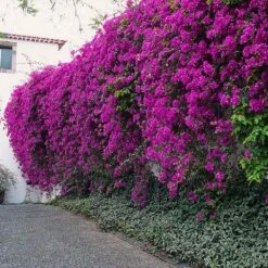 New River Purple Bougainvillea -Nature Garden Store Purple Bougainvillea New River 7 FGT