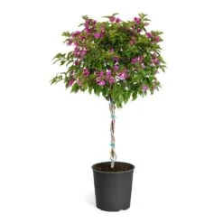 New River Purple Bougainvillea -Nature Garden Store Purple Bougainvillea Tree