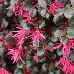 Purple Daydream® Dwarf Loropetalum -Nature Garden Store Purple Daydream Loropetalum 1