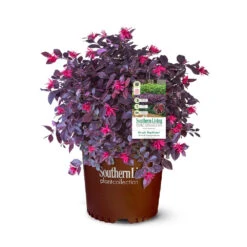 Purple Daydream® Dwarf Loropetalum -Nature Garden Store Purple Daydream Loropetalum 2