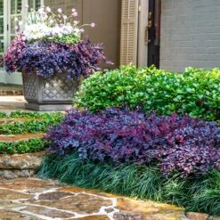 Purple DaydreamĀ® Dwarf Loropetalum
