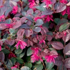 Purple Diamond® Semi-Dwarf Loropetalum -Nature Garden Store Purple Diamond loropetalum 1
