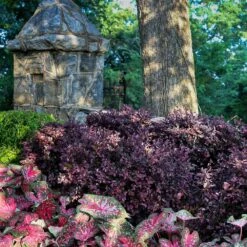 Purple Diamond® Semi-Dwarf Loropetalum -Nature Garden Store Purple Diamond loropetalum 4