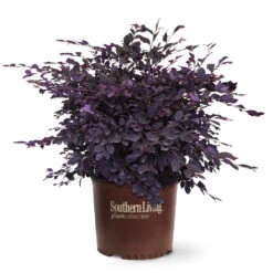 Purple Diamond® Semi-Dwarf Loropetalum -Nature Garden Store Purple Diamond loropetalum 6