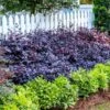 Purple Diamond® Semi-Dwarf Loropetalum -Nature Garden Store Purple Diamond loropetalum 600x600 1be3645b 5366 4d1f 9a42 e97a722e7329