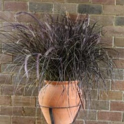 Purple Fountain Grass 12 Purple Fountain Grass -Nature Garden Store Purple Fountain Grass 1