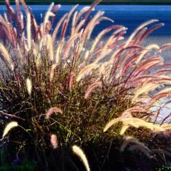 Purple Fountain Grass 13 Purple Fountain Grass -Nature Garden Store Purple Fountain Grass 2