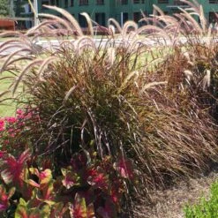 Purple Fountain Grass 11 Purple Fountain Grass -Nature Garden Store Purple Fountain Grass 4 FGT
