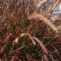 Purple Fountain Grass 10 Purple Fountain Grass -Nature Garden Store Purple Fountain Grass 5