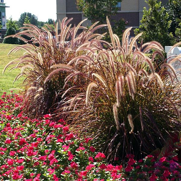 Purple Fountain Grass 3 Purple Fountain Grass