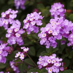 Purple Lantana 8 Purple Lantana -Nature Garden Store Purple Lantana 6 FGT