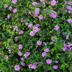 Purple Lantana 9 Purple Lantana -Nature Garden Store Purple Lantana 7 FGT