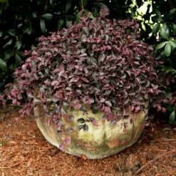 Purple Pixie® Dwarf Weeping Loropetalum 10 Purple Pixie® Dwarf Weeping Loropetalum -Nature Garden Store Purple Pixoe Loropetalum 2