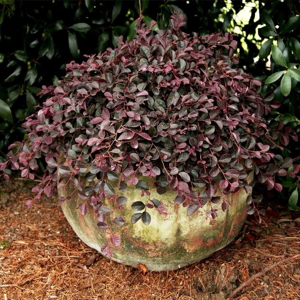 Purple Pixie® Dwarf Weeping Loropetalum 5 Purple Pixie® Dwarf Weeping Loropetalum - Image 3