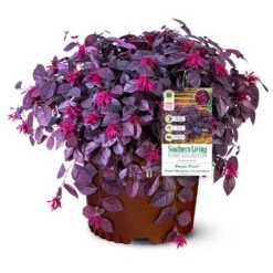 Purple Pixie® Dwarf Weeping Loropetalum 12 Purple Pixie® Dwarf Weeping Loropetalum -Nature Garden Store Purple Pixoe Loropetalum 3