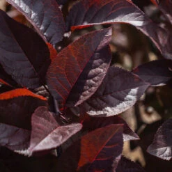 Purple Plunge Weeping Plum Tree -Nature Garden Store Purple Plunge 9