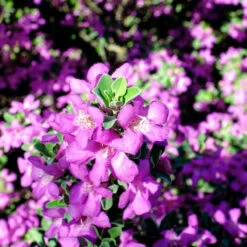 Purple Rain Texas Sage -Nature Garden Store Purple Rain Sage 3 FGT