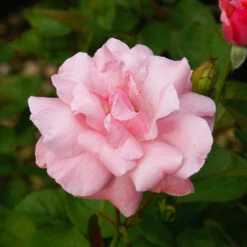 Queen Elizabeth Rose -Nature Garden Store Queen Elizabeth Rose 2 FGT