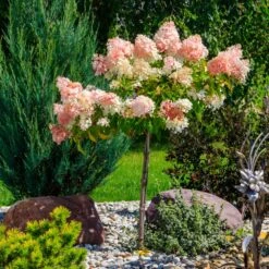 Quick Fire® Hydrangea Tree -Nature Garden Store QyuickFire Hydrangea 1