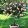 Rainbow Knock Out® Rose Tree -Nature Garden Store Rainbow Knock Out Rose Tree 350 THUMBNAIL FGT