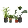 Rare House Plant Kit -Nature Garden Store Rare House Plant 600x600 d015dd8a 6c8e 4279 9933 bd5f2fe9ec3f
