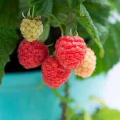 Bushel And Berry® Raspberry Shortcake® Bush -Nature Garden Store Raspberry Shortcake 1