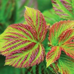 Bushel And Berry® Raspberry Shortcake® Bush -Nature Garden Store Raspberry Shortcake 4