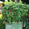 Bushel And Berry® Raspberry Shortcake® Bush -Nature Garden Store Raspberry Shortcake FGT 600x600 edb63ed1 c16d 4d68 b722 da3bd8e6cc21