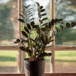 Raven ZZ Plant 7 Raven ZZ Plant -Nature Garden Store Raven ZZ 1