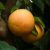 Ray Ruby Grapefruit Tree 2 Ray Ruby Grapefruit Tree -Nature Garden Store Ray Ruby 3 600x600 dcf928f3 a29b 418f 8220 5b20e13dc0cf