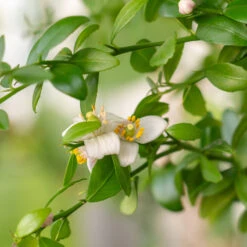 Red Finger Lime Tree 9 Red Finger Lime Tree -Nature Garden Store Red FInger Lime 2 6caf0467 1911 48e7 a9fa babb0a6fffe5