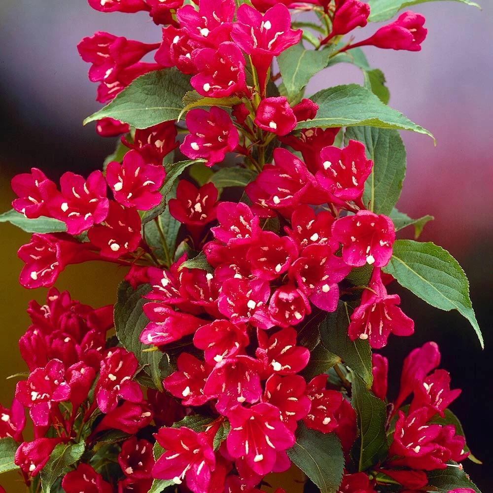 Red Prince Weigela Tree 5 Red Prince Weigela Tree - Image 3
