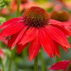 Sombrero® Salsa Red Coneflower -Nature Garden Store Red Salsa Coneflower 2 FGT