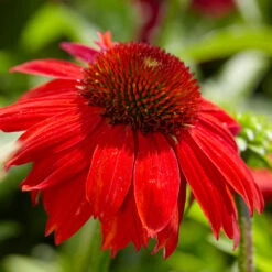 Sombrero® Salsa Red Coneflower -Nature Garden Store Red Salsa Coneflower 4