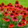 Sombrero® Salsa Red Coneflower -Nature Garden Store Red Salsa Coneflower FGT 600x600 f0022c1c 6993 49af 9d21 b0159e82bad2