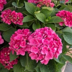 Red N' Pretty® Hydrangea Shrub 7 Red N' Pretty® Hydrangea Shrub -Nature Garden Store Red and Pretty Hydrangea 2