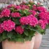 Red N' Pretty® Hydrangea Shrub 1 Red N' Pretty® Hydrangea Shrub -Nature Garden Store Red and Pretty Hydrangea 600x600 9d08c0b6 dc05 4572 a857 ba0df3f30de7