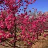 Red Baron Peach Tree -Nature Garden Store Red Baron Peach 600x600 b3d7cec1 5273 4192 a2eb dbdc9b4472b9
