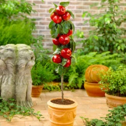 North Pole Columnar Apple Tree 7 North Pole Columnar Apple Tree -Nature Garden Store Red Columnar Apple 1