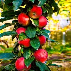 North Pole Columnar Apple Tree 8 North Pole Columnar Apple Tree -Nature Garden Store Red Columnar Apple 3