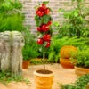 North Pole Columnar Apple Tree -Nature Garden Store Red Columnar Apple FGT 600x600 e47a1048 34b5 4ec4 a667 9e4025eb58f5