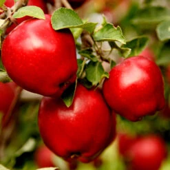 Apple Pollinator Pack -Nature Garden Store Red Delicious Apple 1